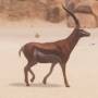antilope.jpg